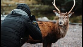 Wildlife Wonders: Capturing Nature's Majesty with Animal Photography Styles